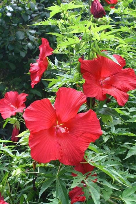 Lord Baltimore Hibiscus Live Plants (5-9") Pack of 2 (TWO) - Hardy Dinner Plate Hibiscus - Giant 10" Red Blooms - Cold Hardy - Swamp Mallow