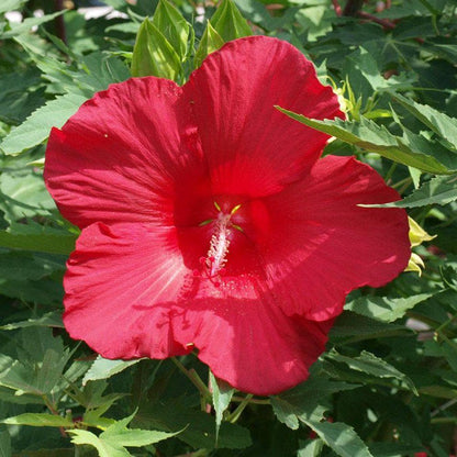 Lord Baltimore Hibiscus Live Plants (5-9") Pack of 2 (TWO) - Hardy Dinner Plate Hibiscus - Giant 10" Red Blooms - Cold Hardy - Swamp Mallow