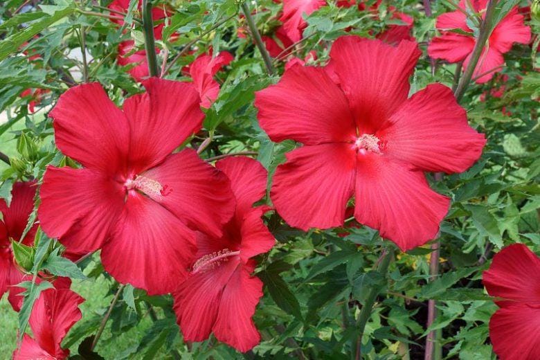Lord Baltimore Hibiscus Live Plants (5-9") Pack of 2 (TWO) - Hardy Dinner Plate Hibiscus - Giant 10" Red Blooms - Cold Hardy - Swamp Mallow