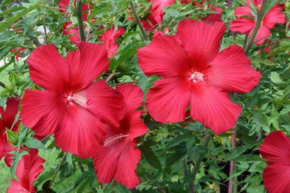 Lord Baltimore Hibiscus Live Plants (5-9") Pack of 2 (TWO) - Hardy Dinner Plate Hibiscus - Giant 10" Red Blooms - Cold Hardy - Swamp Mallow
