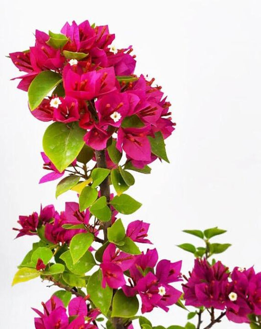 Bougainvillea Plants - Live Bougainvillea Pixie Pink Plants – Pack of 2 – Vibrant Pink Blooms – Rare Dwarf Shrub - Drought Tolerant