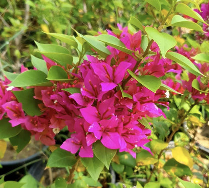 Bougainvillea Plants - Live Bougainvillea Pixie Pink Plants – Pack of 2 – Vibrant Pink Blooms – Rare Dwarf Shrub - Drought Tolerant