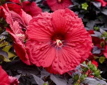 Hibiscus Moscheutos ‘Mimi’ Live Plants (5-9") - Pack of 2 (TWO) - Dwarf Hardy Swamp Mallow - Giant Pink Blooms on Compact Bush - Cold Hardy