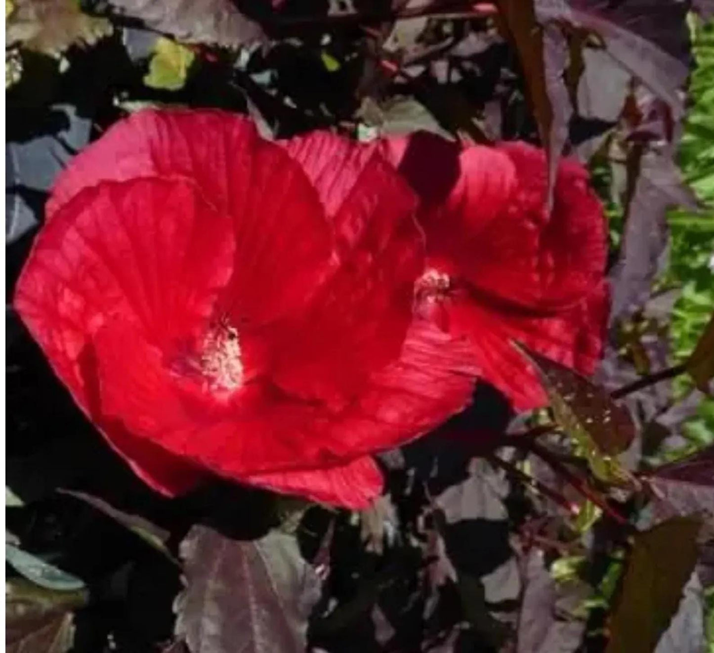 Hibiscus Moscheutos ‘Mimi’ Live Plants (5-9") - Pack of 2 (TWO) - Dwarf Hardy Swamp Mallow - Giant Pink Blooms on Compact Bush - Cold Hardy