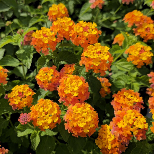 Lantana Miss Huff Live Plants (5-9") - Pack of 2 (TWO) - Hardy Lantana Camara - Cold Hardy
