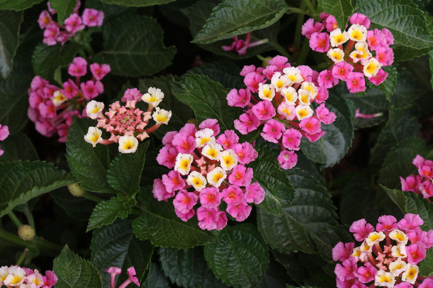 Lantana Miss Huff Pink Live Plants (5-9") Pack of 2 (TWO) - Hardy Lantana Camara - Cold Hardy Zone 7-11 - Vibrant Pink & Yellow Blooms