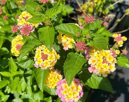Lantana Miss Huff Pink Live Plants (5-9") Pack of 2 (TWO) - Hardy Lantana Camara - Cold Hardy Zone 7-11 - Vibrant Pink & Yellow Blooms
