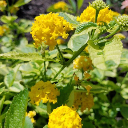 Yellow Lantana - Samantha Lantana Live Plants (5-9") - Pack of 2 (TWO) - Rare Variegated Lemon Foliage - Hardy Zone 7-11