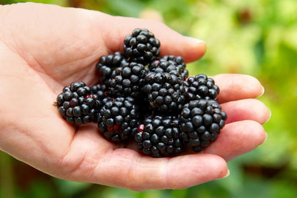 Ponca Thornless Blackberry Plant: Pack of 2 Live Starter Plants (4-6 inch) - Sweetest Berry – Cold Hardy Zones 5-9