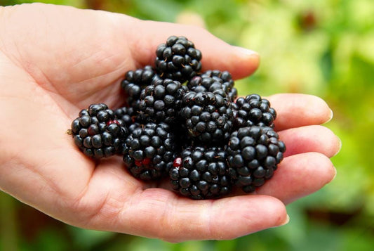 Ponca Thornless Blackberry Plant: Pack of 2 Live Starter Plants (4-6 inch) - Sweetest Berry – Cold Hardy Zones 5-9