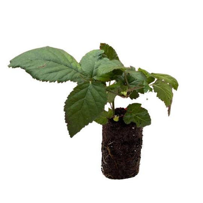 Ponca Thornless Blackberry Plant: Pack of 2 Live Starter Plants (4-6 inch) - Sweetest Berry – Cold Hardy Zones 5-9