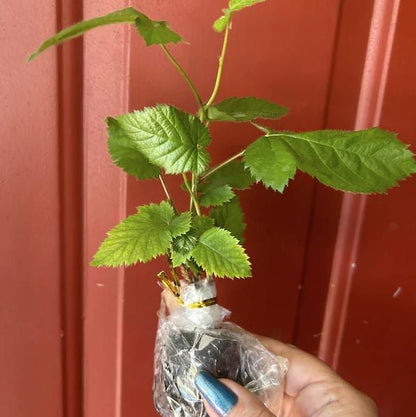 Apache Blackberry Live Plant (5-9" Tall) – Giant Thornless Berry Bush – Zones 5-9 – Upright Rubus Starter for Patio Containers or Gardens