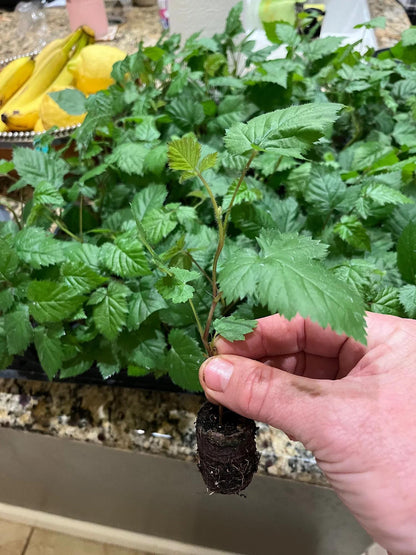 Ponca Thornless Blackberry Plant: Pack of 2 Live Starter Plants (4-6 inch) - Sweetest Berry – Cold Hardy Zones 5-9