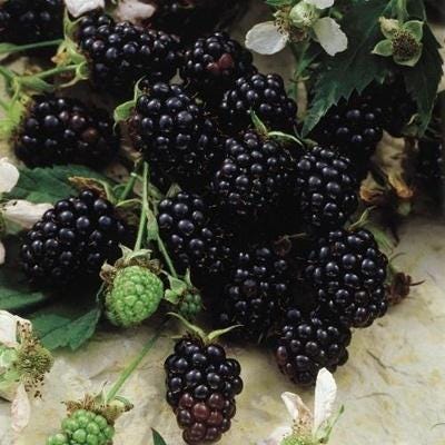 Chester Blackberry Live Plant (5-9" Tall) – Thornless Sweet Berry Bush – Cold Hardy Zones 5-8 – Late Season Rubus Starter