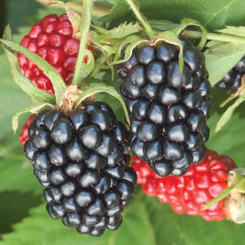 Apache Blackberry Live Plant (5-9" Tall) – Giant Thornless Berry Bush – Zones 5-9 – Upright Rubus Starter for Patio Containers or Gardens