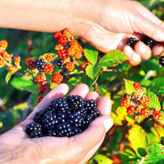 Osage Blackberry Live Plant (5-9" Tall) – Sweetest Thornless Berry Bush – Cold Hardy Zones 6-10