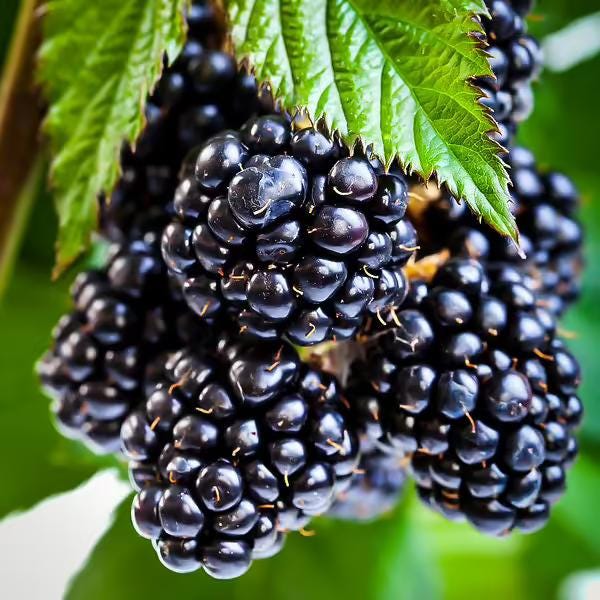 Ouachita Blackberry Live Plant (5-9" Tall) – Thornless Sweet Berry Bush – Zones 6-9