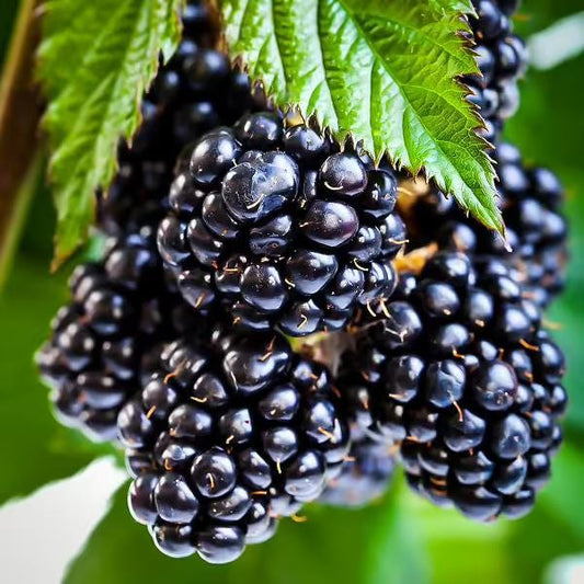 Ouachita Blackberry Live Plant (5-9" Tall) – Thornless Sweet Berry Bush – Zones 6-9
