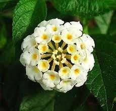 White Lantana Live Plants (5-9") - Pack of 2 (TWO) - Trailing White Blooms - Silver Mound Lantanas - Creamy Moon Garden Flower