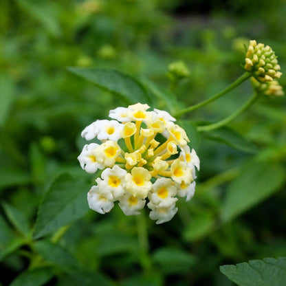 White Lantana Live Plants (5-9") - Pack of 2 (TWO) - Trailing White Blooms - Silver Mound Lantanas - Creamy Moon Garden Flower