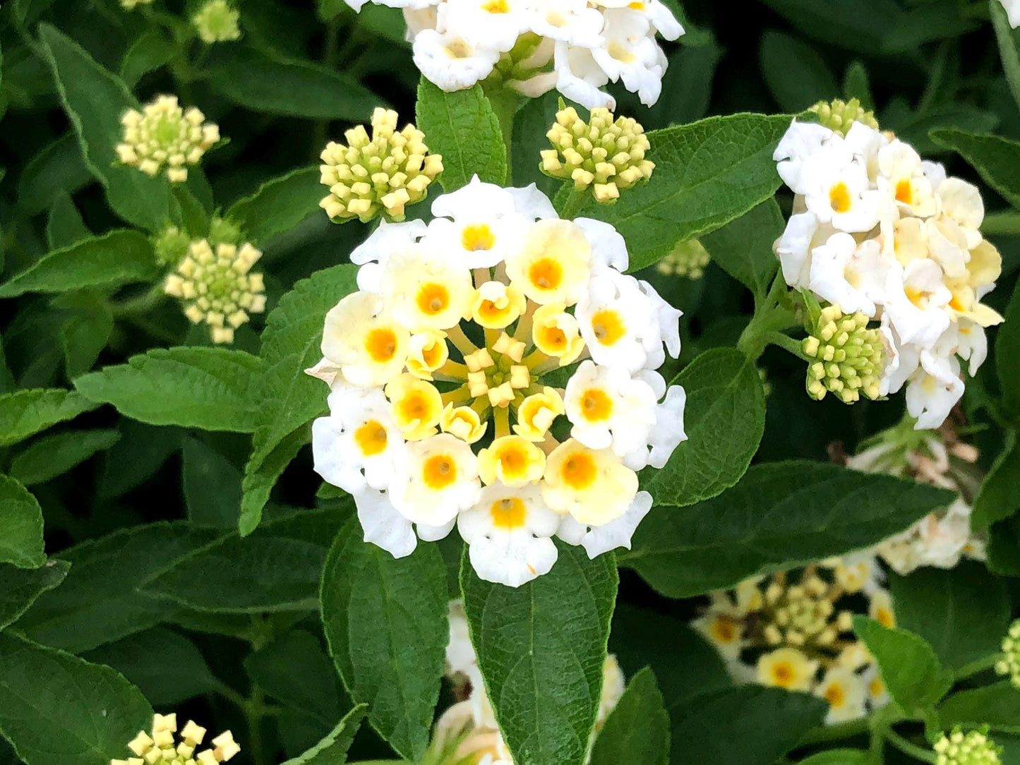 White Lantana Live Plants (5-9") - Pack of 2 (TWO) - Trailing White Blooms - Silver Mound Lantanas - Creamy Moon Garden Flower