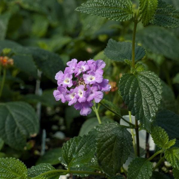 Trailing Lavender Lantana Live Plants (5-9") - Pack of 2 (TWO) - Weeping Purple Lantana Montevidensis