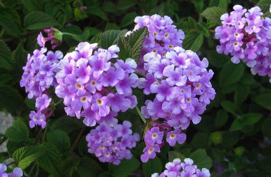 Trailing Lavender Lantana Live Plants (5-9") - Pack of 2 (TWO) - Weeping Purple Lantana Montevidensis