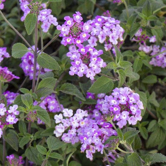 Trailing Lavender Lantana Live Plants (5-9") - Pack of 2 (TWO) - Weeping Purple Lantana Montevidensis