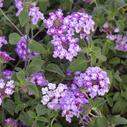 Trailing Lavender Lantana Live Plants (5-9") - Pack of 2 (TWO) - Weeping Purple Lantana Montevidensis