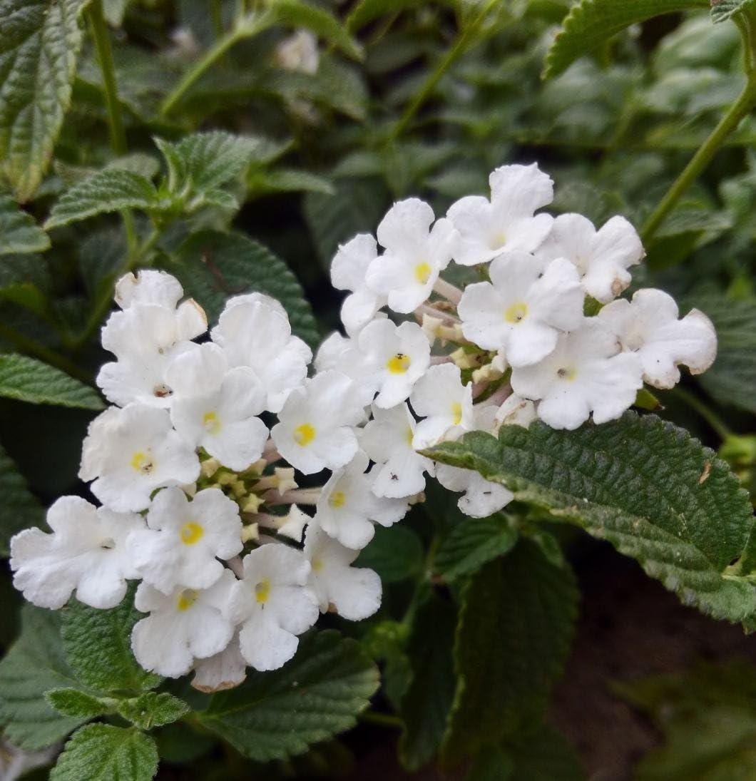 Trailing White Lantana Live Plants (5-9") - Pack of 2 (TWO) - Weeping Lantana Montevidensis - Heat Tolerant Groundcover