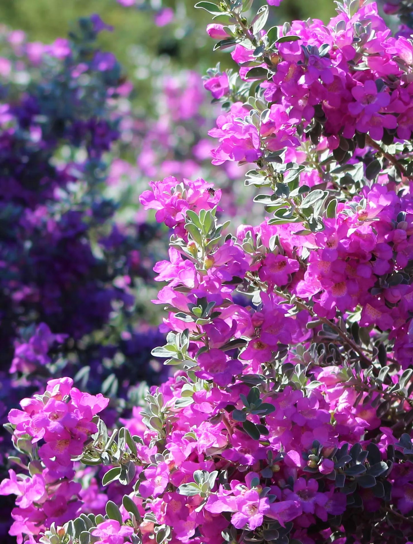 Dwarf Texas Sage Live Plants (5-9") - Pack of 2 (TWO) - Leucophyllum frutescens 'Compacta' - Drought Tolerant Silver Shrub