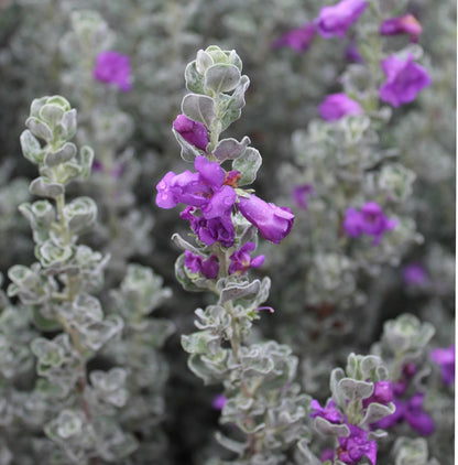 Dwarf Texas Sage Live Plants (5-9") - Pack of 2 (TWO) - Leucophyllum frutescens 'Compacta' - Drought Tolerant Silver Shrub