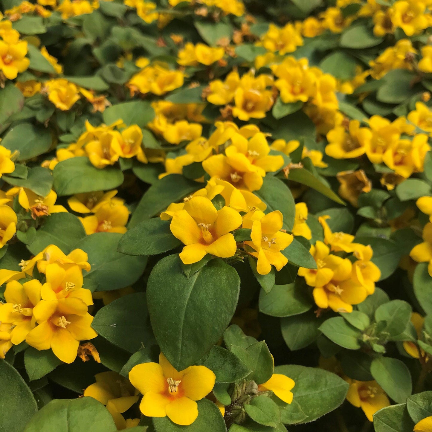 Golden Globes Live Plants (5-9") - Pack of 2 (TWO) - Creeping Jenny Loosestrife - Lysimachia Procumbens