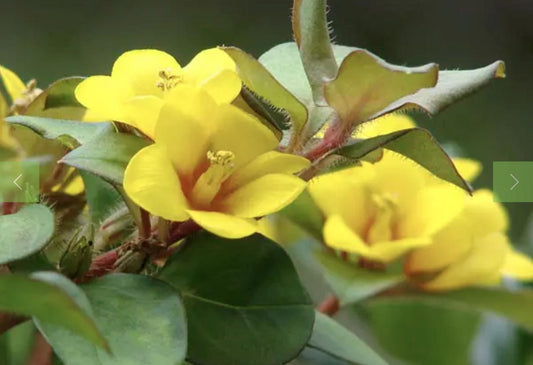 Golden Globes Live Plants (5-9") - Pack of 2 (TWO) - Creeping Jenny Loosestrife - Lysimachia Procumbens