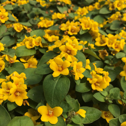 Golden Globes Live Plants (5-9") - Pack of 2 (TWO) - Creeping Jenny Loosestrife - Lysimachia Procumbens
