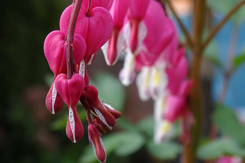 Red Bleeding Heart - Pack of 2 (TWO) - Dicentra spectabilis 5-9" Live Plants - Rare Cherry Red Valentine Blooms - Cold Hardy Zone 3-9
