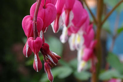 Red Bleeding Heart - Pack of 2 (TWO) - Dicentra spectabilis 5-9" Live Plants - Rare Cherry Red Valentine Blooms - Cold Hardy Zone 3-9