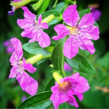 Cuphea Allyson (Mexican Heather) - Pack of 2 (TWO) 5-9" Live Plants - Non-Stop Purple Blooms