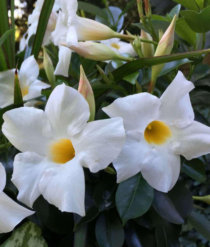 Bride's Cascade Mandevilla Live Plants (5-9") - Pack of 2 (TWO) - White Rocktrumpet Vine