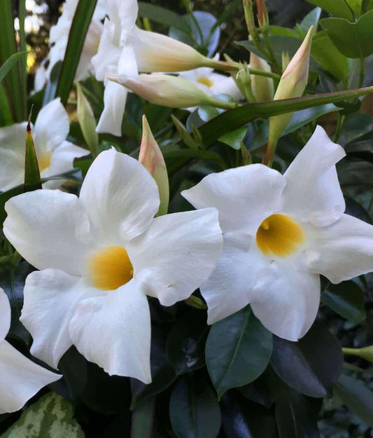 Bride's Cascade Mandevilla Live Plants (5-9") - Pack of 2 (TWO) - White Rocktrumpet Vine