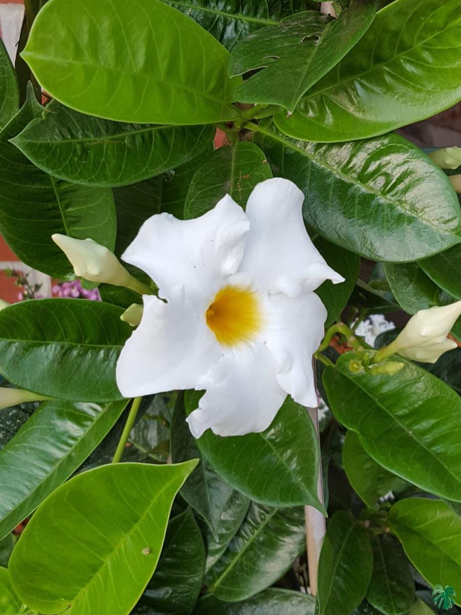 Bride's Cascade Mandevilla Live Plants (5-9") - Pack of 2 (TWO) - White Rocktrumpet Vine