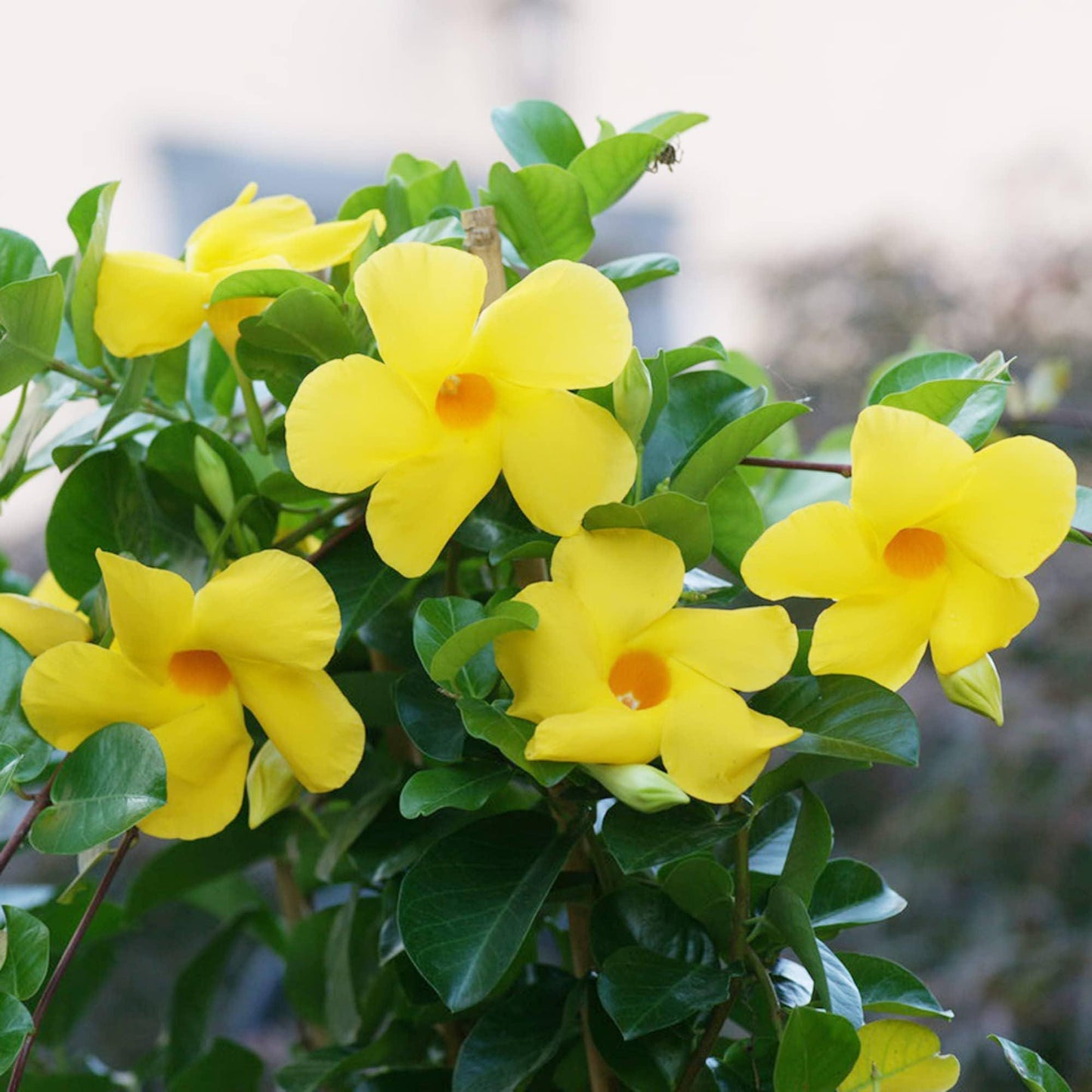 Yellow Mandevilla Live Plants (5-9") - Pack of 2 (TWO) - Rare Yellow Rocktrumpet Vine - Tropical Dipladenia