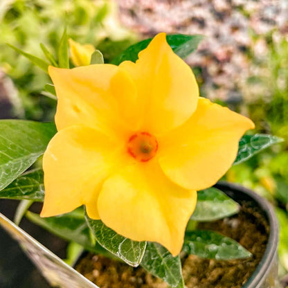 Yellow Mandevilla Live Plants (5-9") - Pack of 2 (TWO) - Rare Yellow Rocktrumpet Vine - Tropical Dipladenia