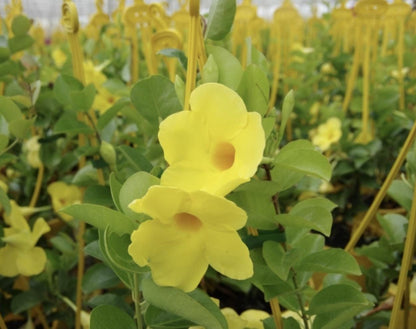 Yellow Mandevilla Live Plants (5-9") - Pack of 2 (TWO) - Rare Yellow Rocktrumpet Vine - Tropical Dipladenia