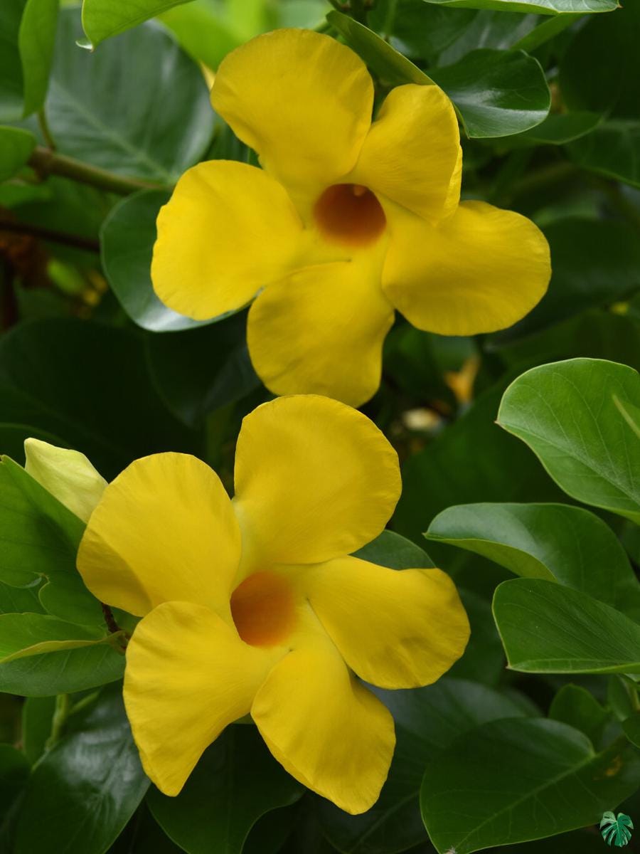 Yellow Mandevilla Live Plants (5-9") - Pack of 2 (TWO) - Rare Yellow Rocktrumpet Vine - Tropical Dipladenia