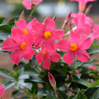 Mandevilla Pink Fury Live Plants (5-9") - Pack of 2 - Hot Pink Rocktrumpet Vine
