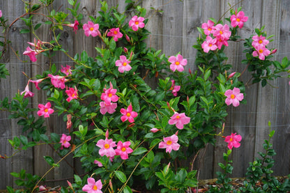Mandevilla Pink Fury Live Plants (5-9") - Pack of 2 - Hot Pink Rocktrumpet Vine