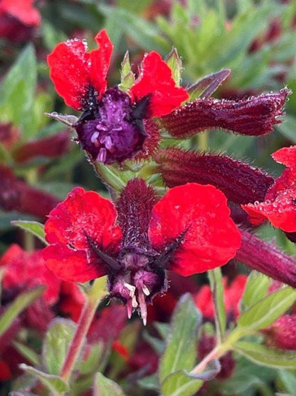 Bat-Faced Cuphea (Cuphea llavea) - Pack of 2 (TWO) - 5-9" Live Plants - Unique Red & Purple Bat Flowers