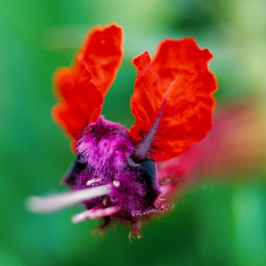 Bat-Faced Cuphea (Cuphea llavea) - Pack of 2 (TWO) - 5-9" Live Plants - Unique Red & Purple Bat Flowers