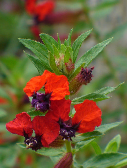 Bat-Faced Cuphea (Cuphea llavea) - Pack of 2 (TWO) - 5-9" Live Plants - Unique Red & Purple Bat Flowers
